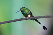 Booted Racket-tail, Alto Nieva, San Martin, Peru, October 2018 - click for larger image