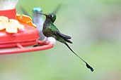 Booted Racket-tail, Setimo Paraiso, Pichincha, Ecuador, November 2019 - click for larger image