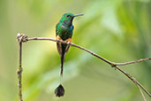 Booted Racket-tail, San Isidro, Napo, Ecuador, November 2019 - click for larger image