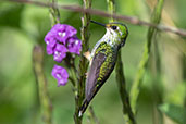 Booted Racket-tail, San Isidro, Napo, Ecuador, November 2019 - click for larger image