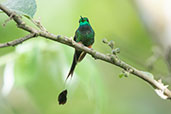 Booted Racket-tail, San Isidro, Napo, Ecuador, November 2019 - click for larger image