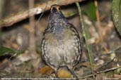 Spot-winged Wood-Quail, Serra de Baturité, Ceará, Brazil, October 2008 - click for larger image