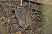 Spot-winged Wood-Quail, Serra de Baturité, Ceará, Brazil, October 2008 - click for larger image