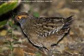 Spot-winged Wood-Quail, Serra de Baturité, Ceará, Brazil, October 2008 - click for larger image