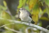 Tooth-billed Wren, Cristalino, Mato Grosso, Brazil, April 2003 - click for larger image