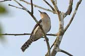 Tooth-billed Wren, Cristalino, Mato Grosso, Brazil, April 2003 - click for larger image