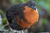 Dark-backed Wood-quail, Refugio Paz das Aves, Pichincha, Ecuador, November 2019 - click for larger image