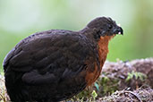 Dark-backed Wood-quail, Refugio Paz das Aves, Pichincha, Ecuador, November 2019 - click for larger image