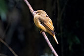 Royal Flycatcher, Intervales, São Paulo, Brazil, October 2022 - click for larger image