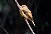 Royal Flycatcher, Intervales, São Paulo, Brazil, October 2022 - click for larger image