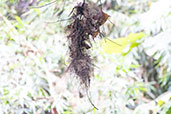 Royal Flycatcher, Intervales, São Paulo, Brazil, October 2022 - click for larger image