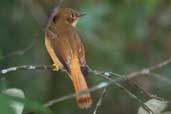 Royal Flycatcher, Intervales, São Paulo, Brazil, April 2004 - click for larger image