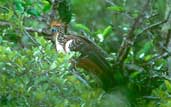 Hoatzin, Ilha Säo José, Roraima, Brazil, July 2001 - click for larger image