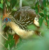 Hoatzin, Caseara, Tocantins, Brazil, January 2002 - click for larger image