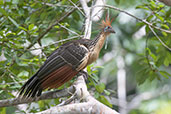 Sani Lodge, Sucumbios, Ecuador, November 2019 - click for larger image