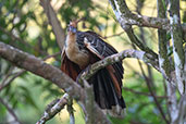 Sani Lodge, Sucumbios, Ecuador, November 2019 - click for larger image