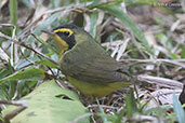 Kentucky Warbler, Tikal, Guatemala, March 2015 - click for larger image