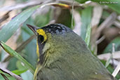 Kentucky Warbler, Tikal, Guatemala, March 2015 - click for larger image