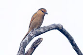 Brown Tanager, Itatiaia, Rio de Janeiro, October 2022 - click for larger image