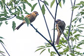 Brown Tanager, Itatiaia, Rio de Janeiro, October 2022 - click for larger image