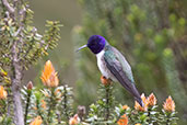 Ecuadorian Hillstar, Antisana, Napo, Ecuador, November 2019 - click for larger image