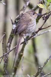 Itatiaia Thistletail, Itatiaia, Rio de Janeiro, Brazil, November 2008 - click for larger image