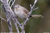 Itatiaia Thistletail, Itatiaia, Rio de Janeiro, Brazil, November 2008 - click for larger image