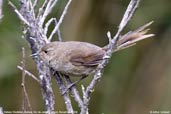 Itatiaia Thistletail, Itatiaia, Rio de Janeiro, Brazil, November 2008 - click for larger image