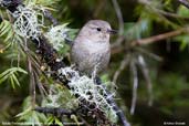 Itatiaia Thistletail, Itatiaia, Rio de Janeiro, Brazil, November 2008 - click for larger image