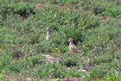 Tawny-throated Dotterel, Mansefu, Lambayeque, Peru, October 2018 - click for larger image