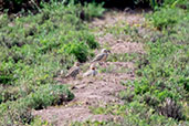 Tawny-throated Dotterel, Mansefu, Lambayeque, Peru, October 2018 - click for larger image