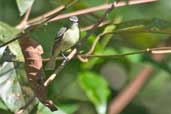 White-lored Tyrannulet, São Gabriel da Cachoeira, Amazonas, Brazil, August 2004 - click on image for a larger view