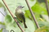 White-lored Tyrannulet, São Gabriel da Cachoeira, Amazonas, Brazil, August 2004 - click on image for a larger view