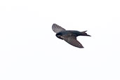 Brown-bellied Swallow, Abra Calla Calla, Cajamarca, Peru, October 2018 - click for larger image