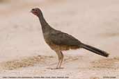 Chaco Chachalaca, Pantanal, Mato Grosso, Brazil, December 2006 - click for a larger image