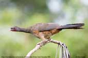 Chaco Chachalaca, Pantanal, Mato Grosso, Brazil, December 2006 - click for a larger image