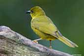 Olive-green Tanager, Parque do Zizo. São Paulo, Brazil, November 2006 - click for larger image