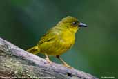 Olive-green Tanager, Parque do Zizo. São Paulo, Brazil, November 2006 - click for larger image