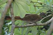 Speckled Chachalaca, Vila Bela de Santíssima Trindade, Mato Grosso, Brazil, March 2003 - click for larger image