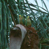 Red-bellied Macaw, Roraima, Brazil, July 2001 - click for larger image