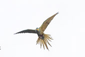 Red-bellied Macaw, Pompeu, Minas Gerais, Brazil, October 2022 - click for larger image