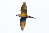 Red-bellied Macaw, Pompeu, Minas Gerais, Brazil, October 2022 - click for larger image