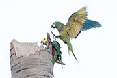 Red-bellied Macaw, Pompeu, Minas Gerais, Brazil, October 2022 - click for larger image