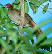 Little Chachalaca, Manaus, Amazonas, Brazil, July 2001 - click for larger image