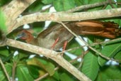 Little Chachalaca, Manaus, Amazonas, Brazil, July 2001 - click for larger image