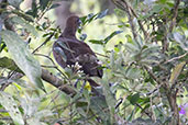 Scaled Chachalaca, Joinville, Santa Catarina, October 2022 - click for larger image