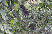 Scaled Chachalaca, Joinville, Santa Catarina, October 2022 - click for larger image