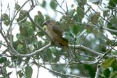 Female Lesser Seed-finch, Caracaraí, Roraima, Brazil, July 2001 - click for larger image