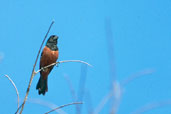 Male Lesser Seed-finch, Caseara, Tocantins, Brazil, January 2002 - click for larger image