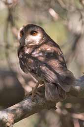 Cuban Screech-owl, Bermejas, Zapata Swamp, Cuba, February 2005 - click on image for a larger view